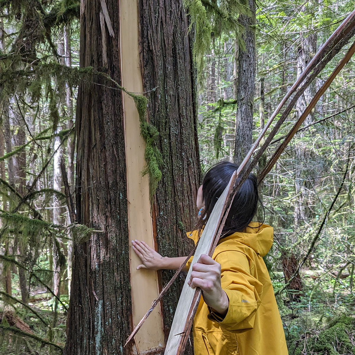 indigenous women outdoors harvesting x